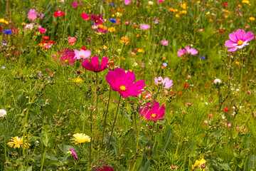 Obraz premium Vibrant Botanical Gardens and Blooming Wildflower Field Landscape