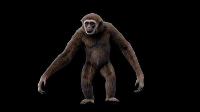 Realistic 3D model of a long-armed gibbon primate standing and walking forward, isolated on a dark backdrop. Excellent for wildlife documentaries, zoology educational content, tropical forest animatio
