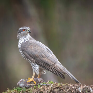 Beautiful portrait of a wild Northern goshawk bird of prey in its natural forest habitat.