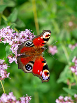 A peacock butterfly with colorful wings rests on a cluster of small purple flowers.