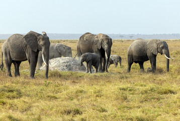 Obraz premium A breeding herd of African elephants with a young calf gathers around a termite mound on the dry savanna of Amboseli National Park, Kenya.
