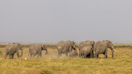 Obraz premium A breeding herd of African elephants with a small calf walks across the dry savanna of Amboseli National Park, Kenya, as white egrets fly nearby.