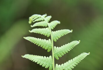 close up of fern leaf © 鴻偉 蔡