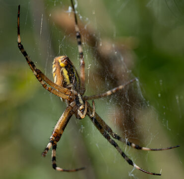 spider on a web