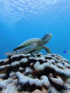 Underwater turtle resting on vibrant coral reef