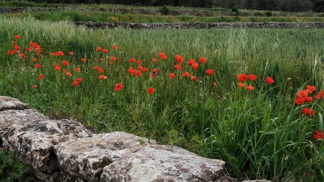Footage of poppies blooming at the stone fence of the field of oats. Arnes, Tarragona, Spain.