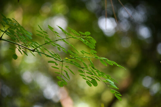 A serene close‑up of an organic moringa tree branch, its delicate leaflets glowing in soft natural light. A blurred green bokeh background emphasizing the plant&rsquo;s purity, texture, and eco theme