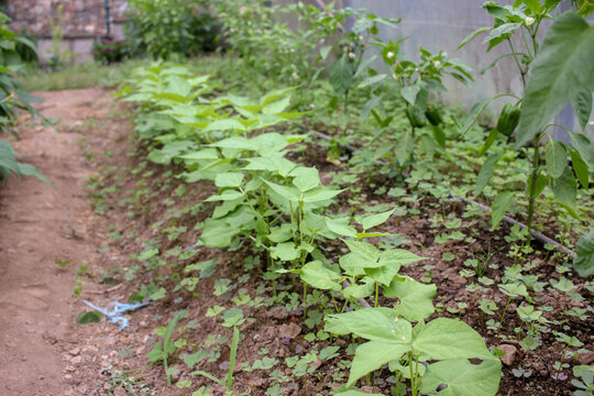 Young Bean Sprouts Growing in Dry Soil Rows with Drip Irrigation in Polytunnel