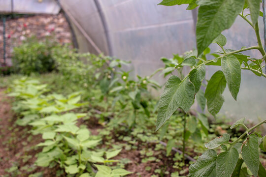 General Interior View of Growing Vegetable Rows in a Polytunnel Greenhouse