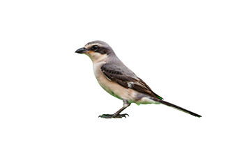 Fototapeta premium Side profile of a small passerine bird with grey plumage and a distinctive dark mask around the eye isolated on a plain black background