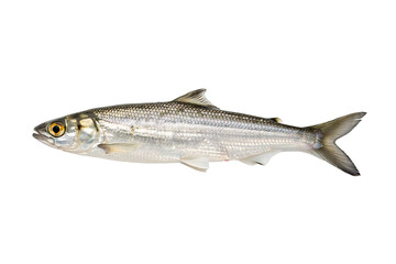 Naklejka premium Streamlined silver fish with reflective scales and a defined dorsal fin captured in a side profile view isolated on a black background for marine life themes