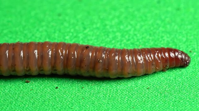 Realistic earthworm crawling slowly across a bright green screen background for easy compositing and visual effects