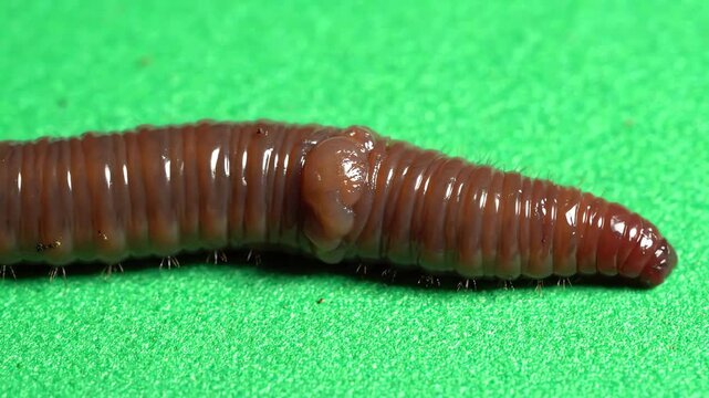 Realistic pink earthworm wiggling and crawling across a solid bright green screen background for visual effects composting