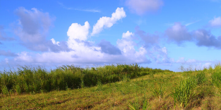 Saint Kitts Fields Landscape