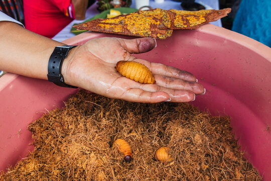 Chontacuro, the edible larva of the red palm weevil Rhynchophorus palmarum, is held in the palm of a person's hand. A traditional delicacy from the Ecuadorian Amazon, it is roasted over an open fire
