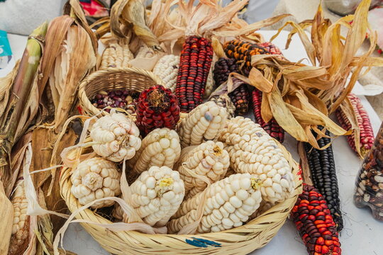Traditional colorful dried Indian corn cobs arranged in a rustic wicker basket. Farmers' market in Ecuador.