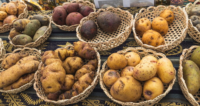 An assortment of Andean native potatoes (Solanum tuberosum) arranged in woven baskets, showcasing a rich variety of shapes, sizes, and skin colors including deep purples, reds, and earthy yellows