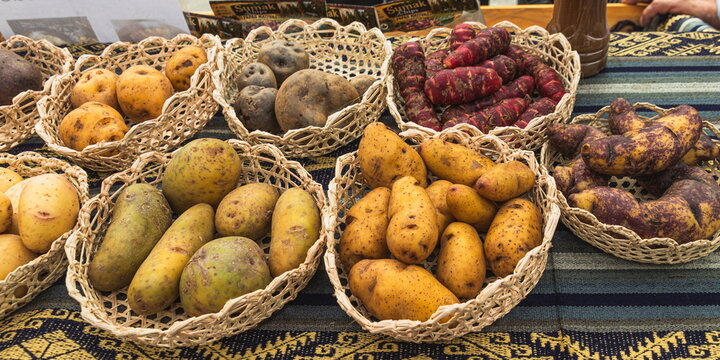 An assortment of Andean native potatoes (Solanum tuberosum) arranged in woven baskets, showcasing a rich variety of shapes, sizes, and skin colors including deep purples, reds, and earthy yellows