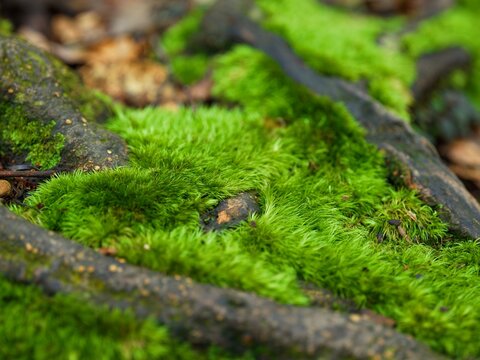 Green moss in the forest at Dongyanshan Forest Park