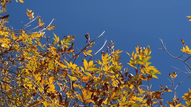 Low angle panning of an Ash (Fraxinus) tree canopy with bright yellow autumn leaves&nbsp; blowing in the wind against a clear blue sky. Concept of seasonal change and fall vibe