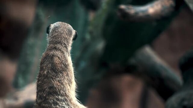Meerkat standing alert on rock and watching surroundings as sentry