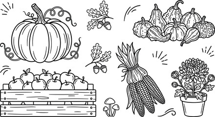 Autumn Harvest and Thanksgiving Line Art Vector Element Set with Pumpkin Apple Crate Corn on the Cob Oak Leaves Acorns and Chrysanthemum Flower Pot © Auwal