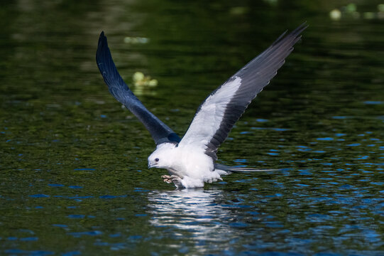 Swallow-tailed kites prepping for a long migration. 
