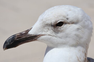 Close-up profile portrait of a juvenile seagull on plain background © Stepan