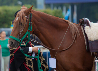 Obraz premium Close-up portrait of a Peruvian Paso horse wearing a traditional bridle, showcasing its elegant features, distinctive breed characteristics and cultural heritage.