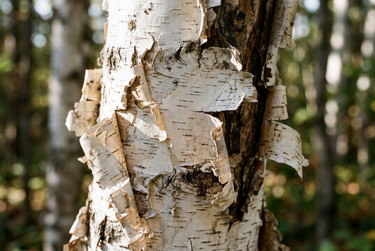 Peeling white bark on birch tree trunk in sunny forest