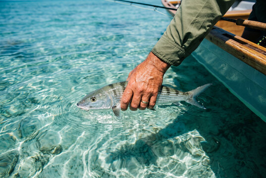 Fisherman releasing bonefish into clear tropical shallow water from boat
