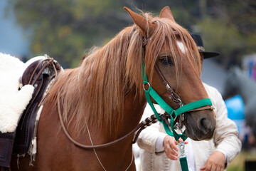 Obraz premium Close-up portrait of a Peruvian Paso horse wearing a traditional bridle, showcasing its elegant features, distinctive breed characteristics and cultural heritage.
