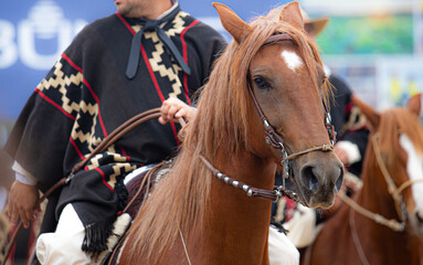 Obraz premium Close-up portrait of a Peruvian Paso horse wearing a traditional bridle, showcasing its elegant features, distinctive breed characteristics and cultural heritage.