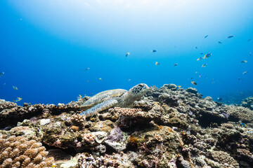 Sea turtle swimming above a colorful tropical coral reef with copy space © Satoshi