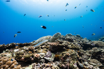 Underwater landscape featuring a green sea turtle and healthy coral reef © Satoshi