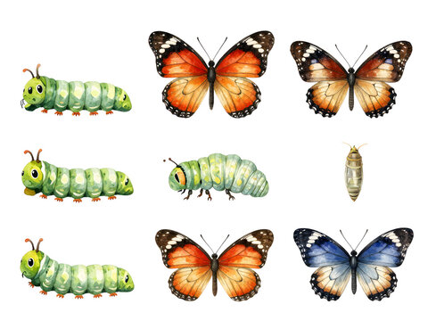 Watercolor illustration of butterfly life cycle with caterpillars and pupae