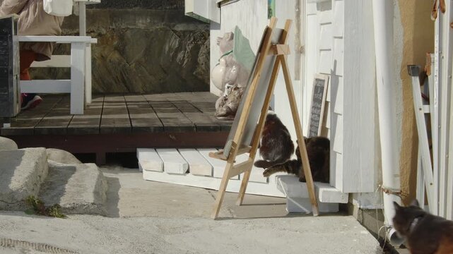 宮城県の猫の島 田代島 Tashirojima, the "Cat Island" of Miyagi Prefecture