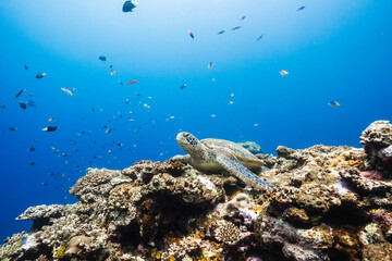 Coral reef habitat with a majestic green sea turtle and reef fish © Satoshi