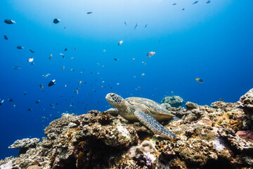 Underwater wildlife photograph of a green sea turtle in the Pacific Ocean © Satoshi