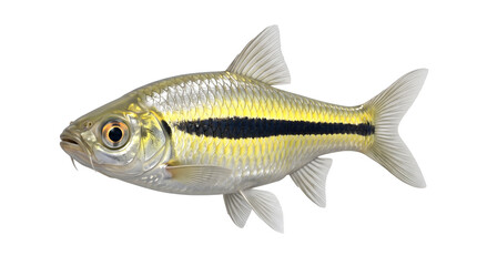 Fototapeta premium Single striped barb fish isolated on transparent background side view
