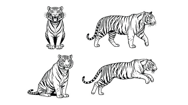 Set of four black and white illustrations of a tiger in different poses, showcasing its majestic form and stripes.