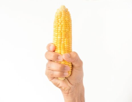 One adult hand grips a bright yellow corn cob upright against a clean white background, with generous copy space for food, agriculture, nutrition, or harvest concepts.