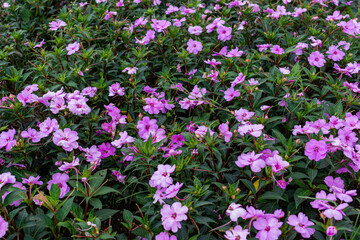 Obraz premium Colorful New Guinea Impatiens Flower Bed Garden