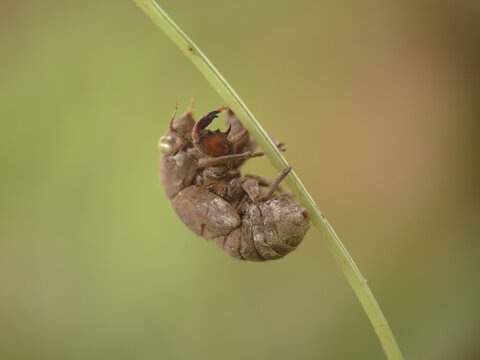 Tokyo,Japan - July 25, 2026: Closeup of 
cicada's shell or empty shell