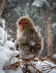 Snow monkey in Japan © Rodrigo