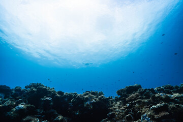 Sunlight filtering through crystal clear tropical ocean above a coral reef © Satoshi