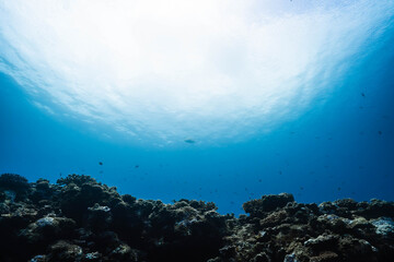 Underwater view of a tropical coral reef beneath the shimmering sea surface © Satoshi