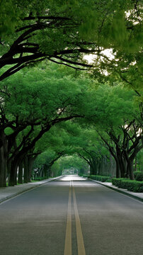 Tree lined road green canopy empty street peaceful summer sunlight urban nature two lane perspective