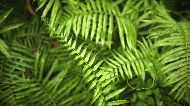 green fern leaves