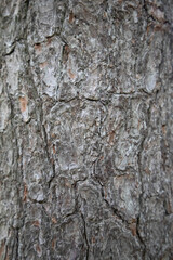 Fototapeta premium tree bark texture